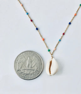 Rainbow cowrie NK20300