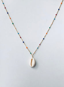 Rainbow cowrie NK20300